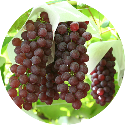 picture:Grape