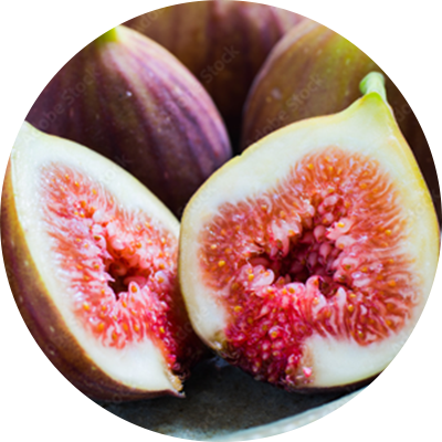 picture:Fig