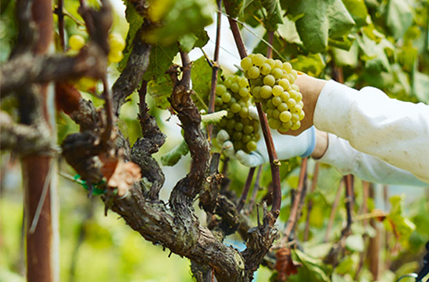 picture:Harvest of white grapes